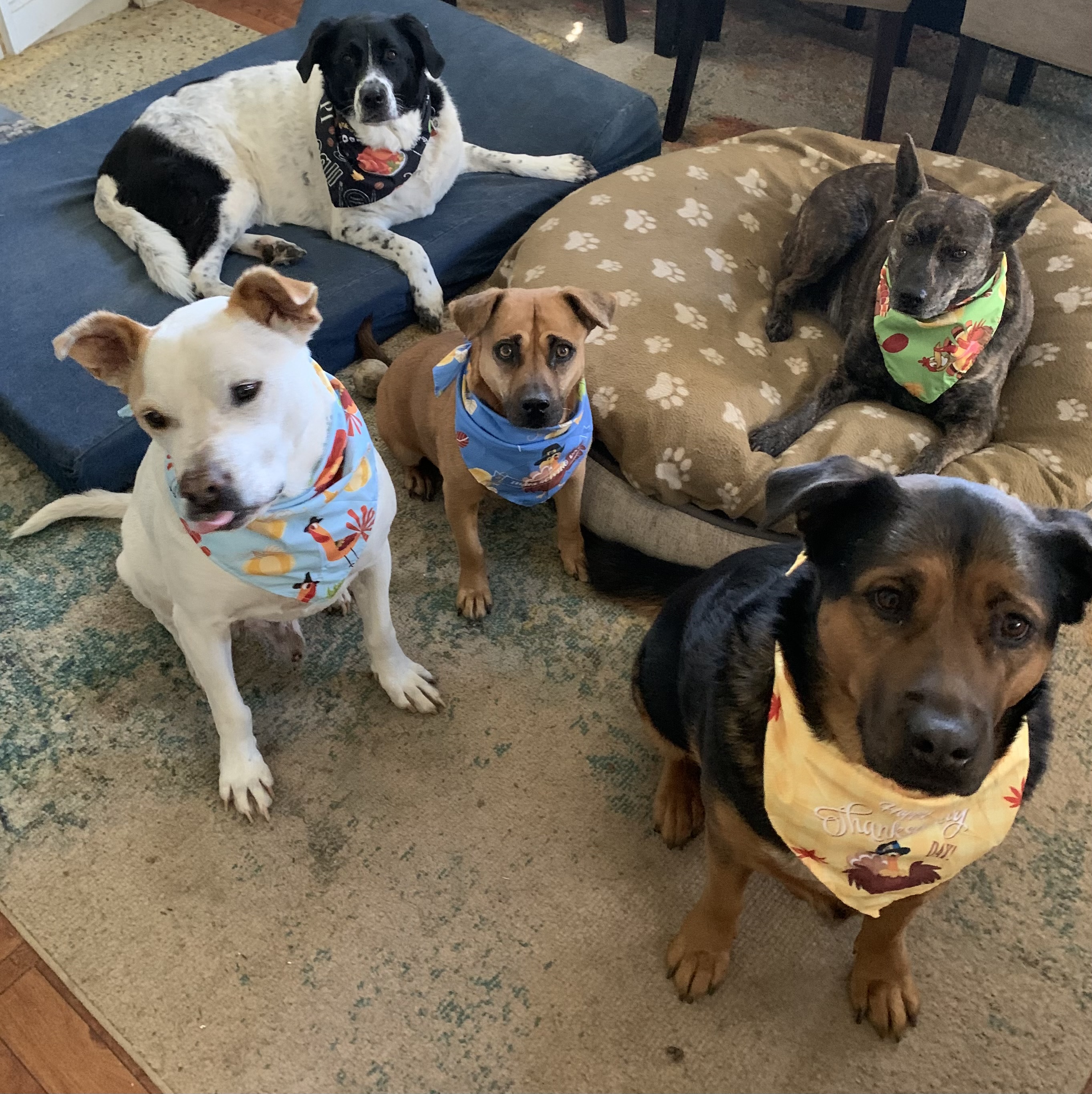Johanna's five dogs