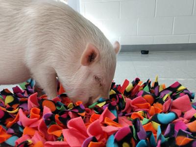 Students made a "snuffle" mat for Rosie the pig - a resident of the Alexandria Animal Shelter